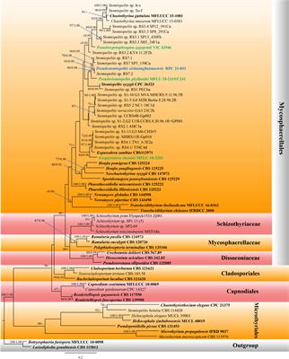 Exploring ascomycete diversity in Yunnan, China I: resolving ambiguous taxa in Phaeothecoidiellaceae and investigating conservation implications of fungi